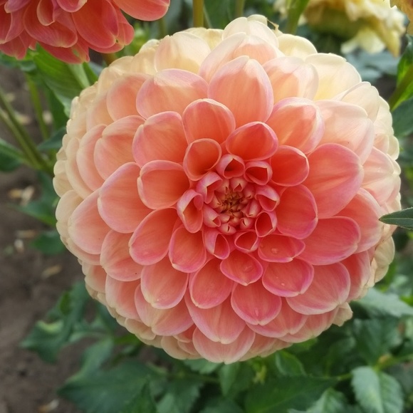 SHOP COMING SOON! Used/Vintage/Antique - Picture 3 of 4